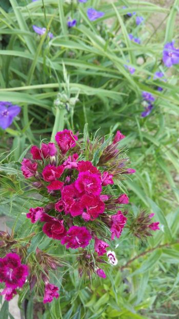  - Flori de primavara 2017