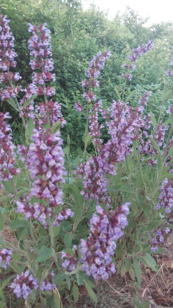  - Flori de primavara 2017