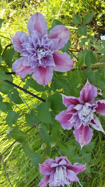  - Flori de primavara 2017