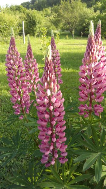  - Flori de primavara 2017