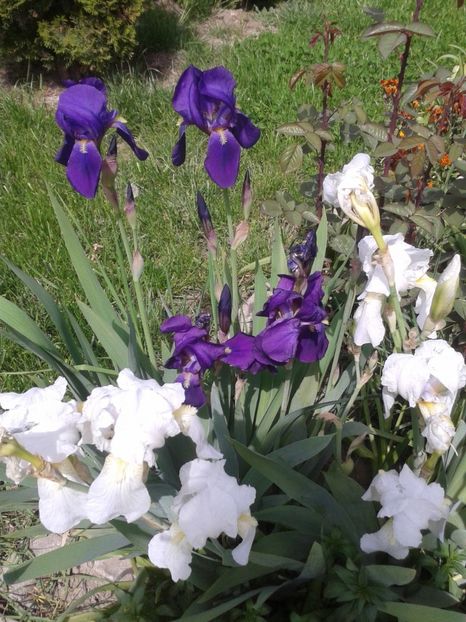  - Primavara 2014-2018