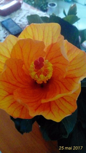  - Hibiscus