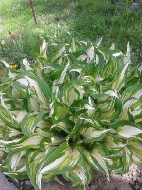  - Primavara 2014-2018