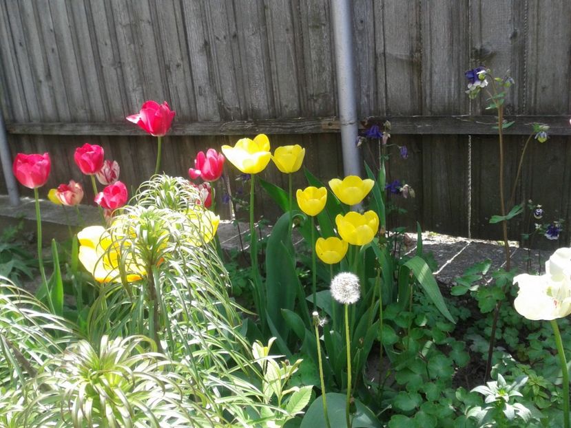  - Primavara 2014-2018