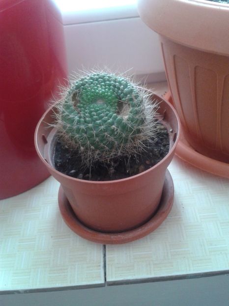  - Flori birou 2015- 2016-2017