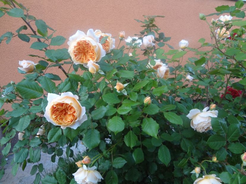  - Austin - Crown Princess Margareta