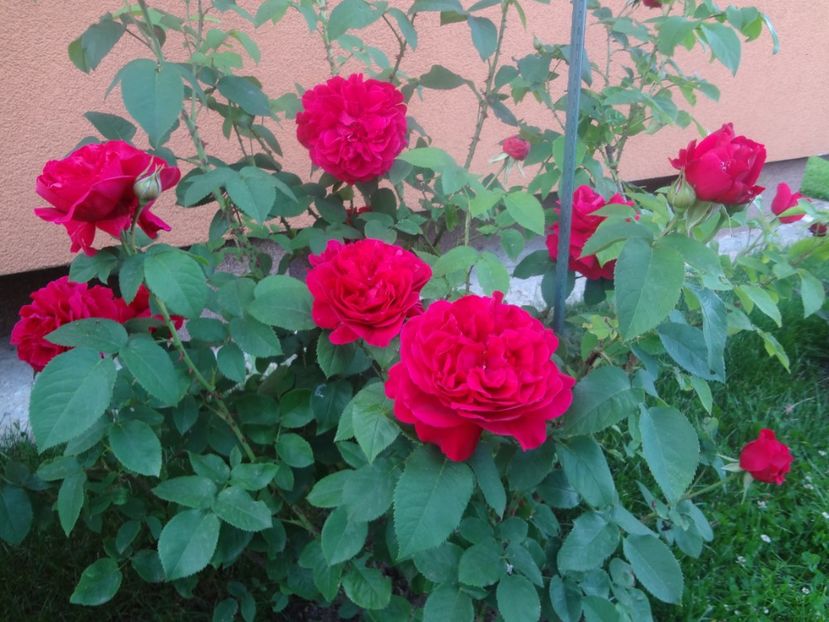  - Austin - L D Braithwaite