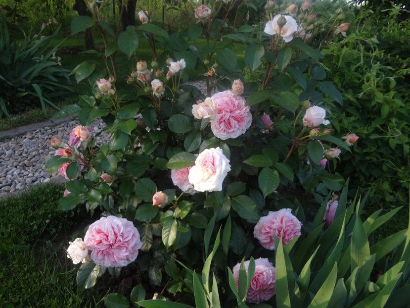  - Tantau - Chippendale