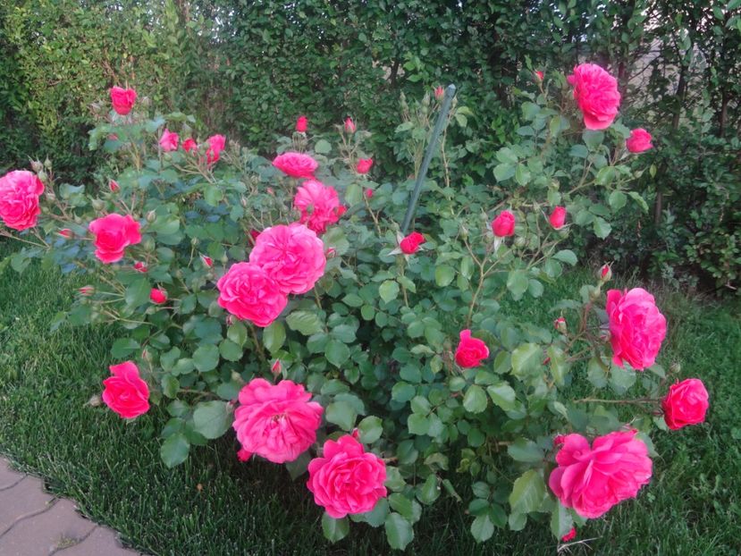  - Kordes - Rosarium Uetersen