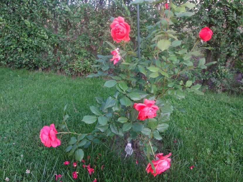  - Austin - Summer Song