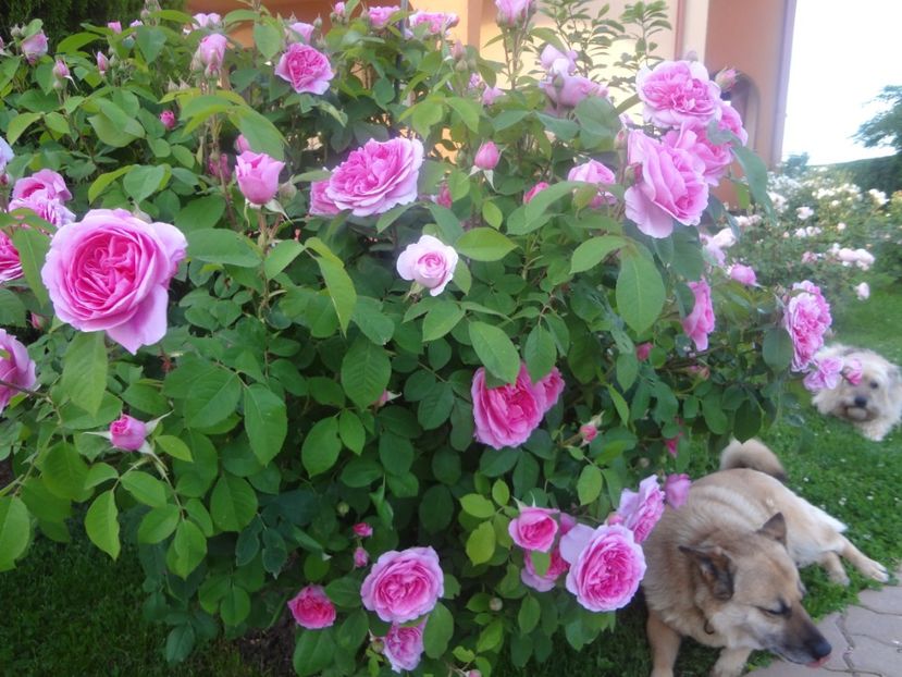  - Austin - Gertrude Jekyll