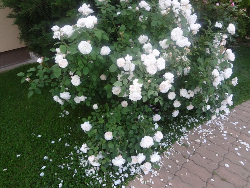  - Austin - Winchester Cathedral