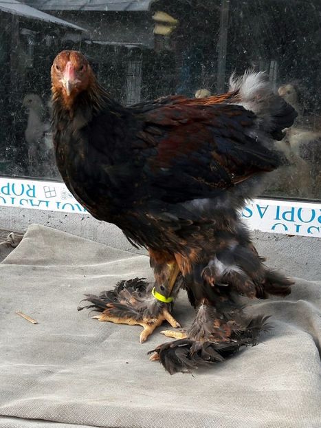 acvila de curte - a__Pui si tineret brahma 2017