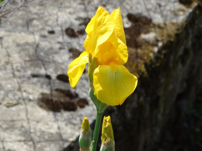  - Irisi 2015-2016-2017-2018