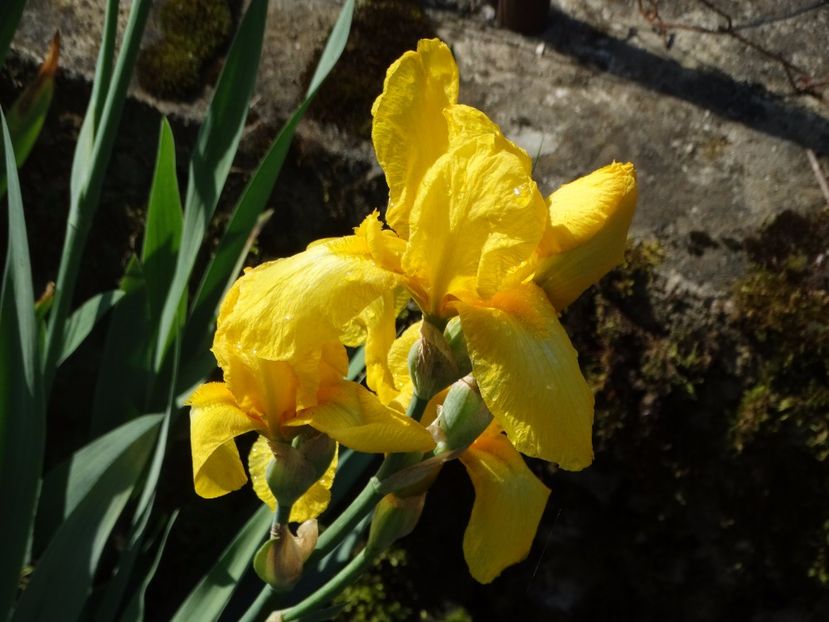  - Irisi 2015-2016-2017-2018