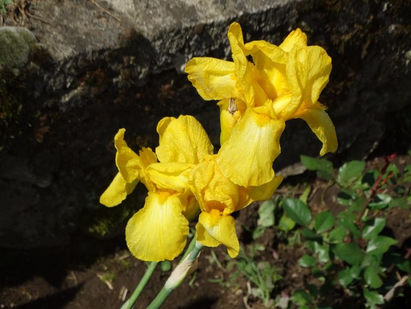  - Irisi 2015-2016-2017-2018