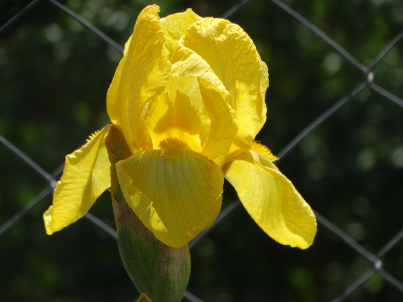  - Irisi 2015-2016-2017-2018