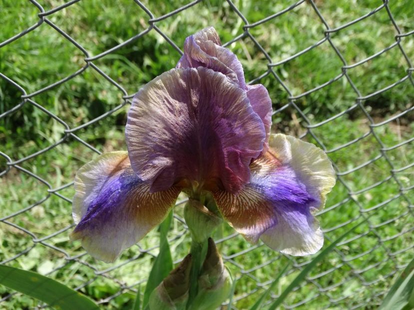  - Irisi 2015-2016-2017-2018