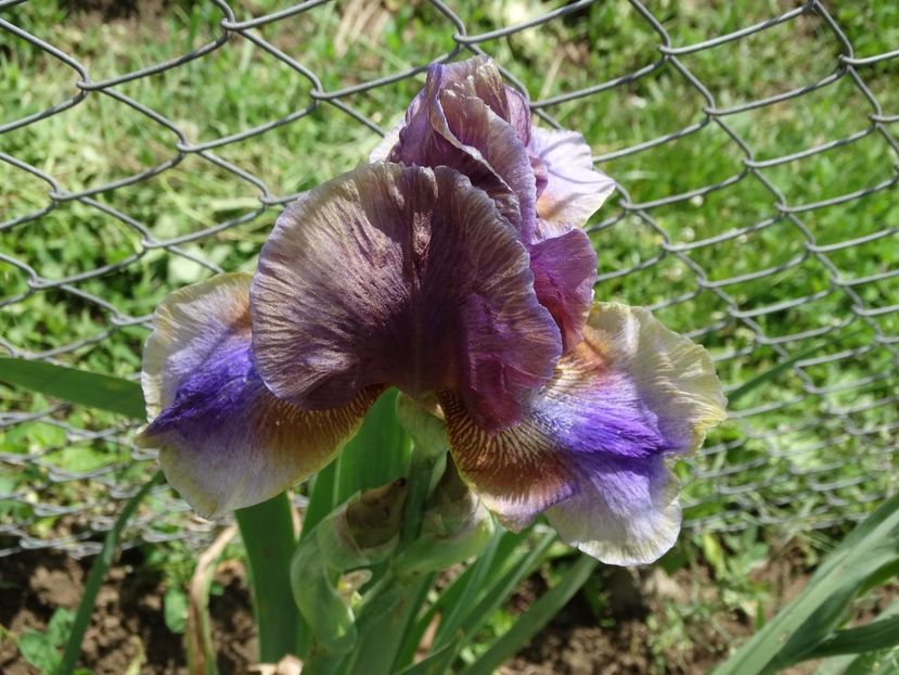  - Irisi 2015-2016-2017-2018