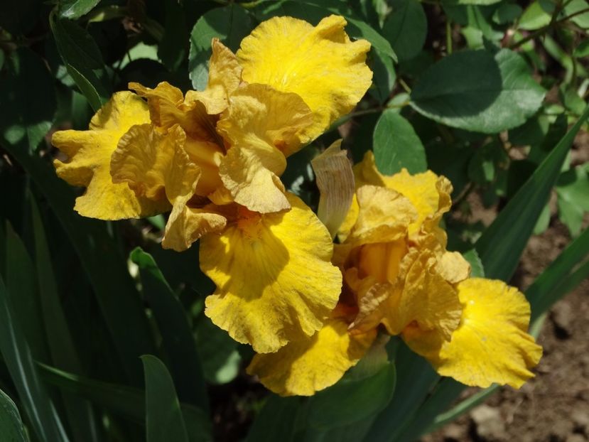  - Irisi 2015-2016-2017-2018