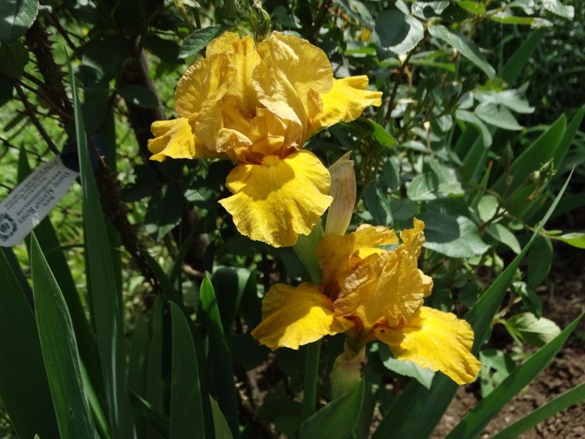  - Irisi 2015-2016-2017-2018