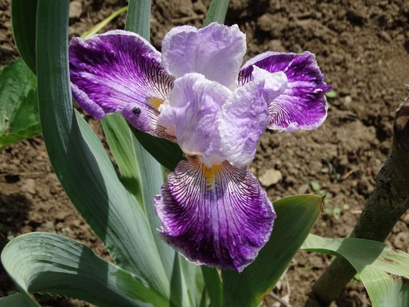  - Irisi 2015-2016-2017-2018