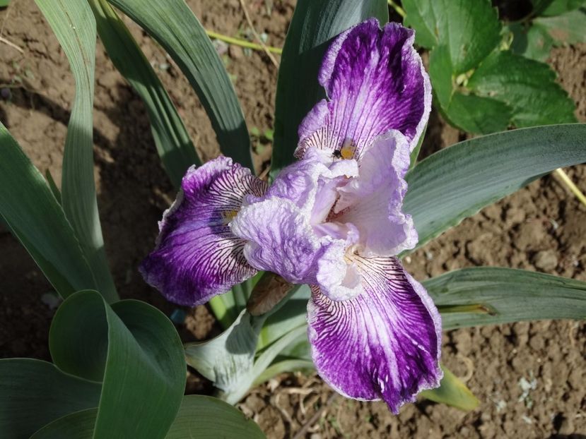  - Irisi 2015-2016-2017-2018