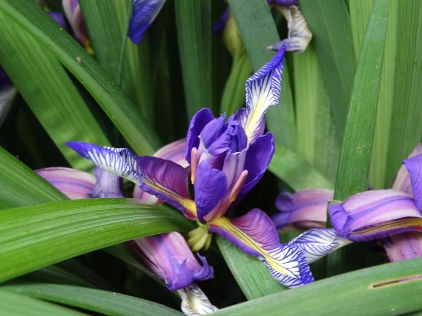  - Irisi 2015-2016-2017-2018