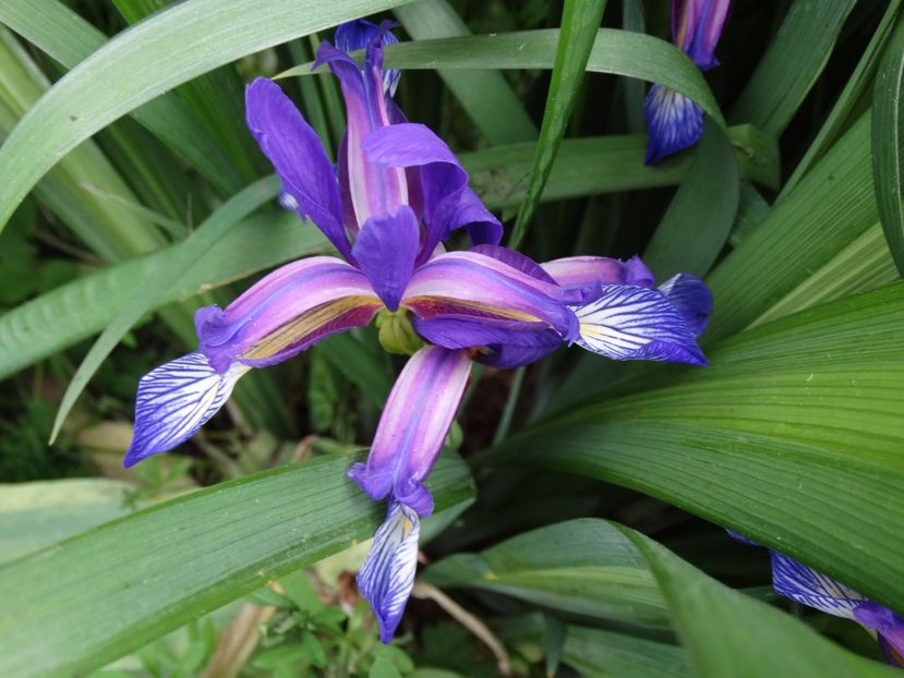  - Irisi 2015-2016-2017-2018