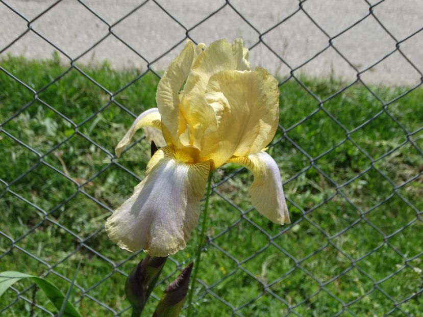  - Irisi 2015-2016-2017-2018