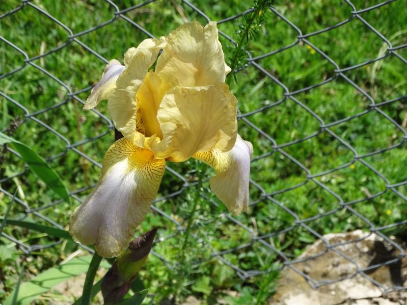  - Irisi 2015-2016-2017-2018