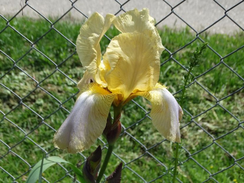  - Irisi 2015-2016-2017-2018