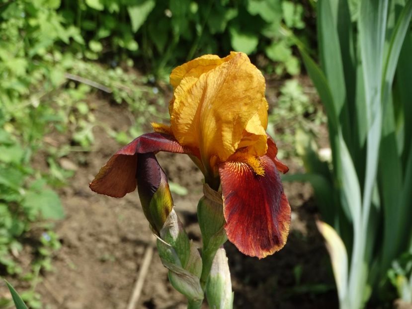  - Irisi 2015-2016-2017-2018