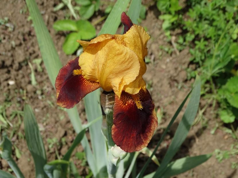  - Irisi 2015-2016-2017-2018