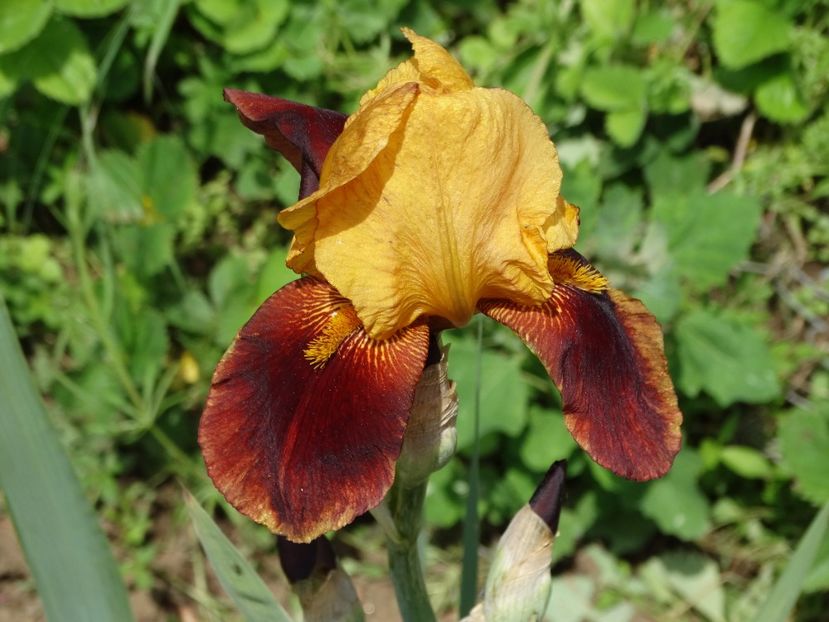  - Irisi 2015-2016-2017-2018