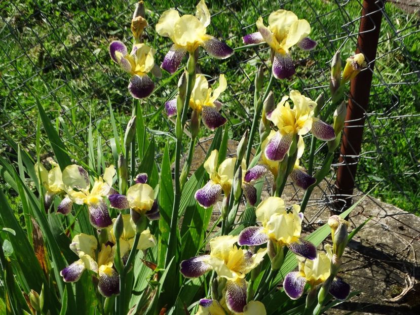  - Irisi 2015-2016-2017-2018