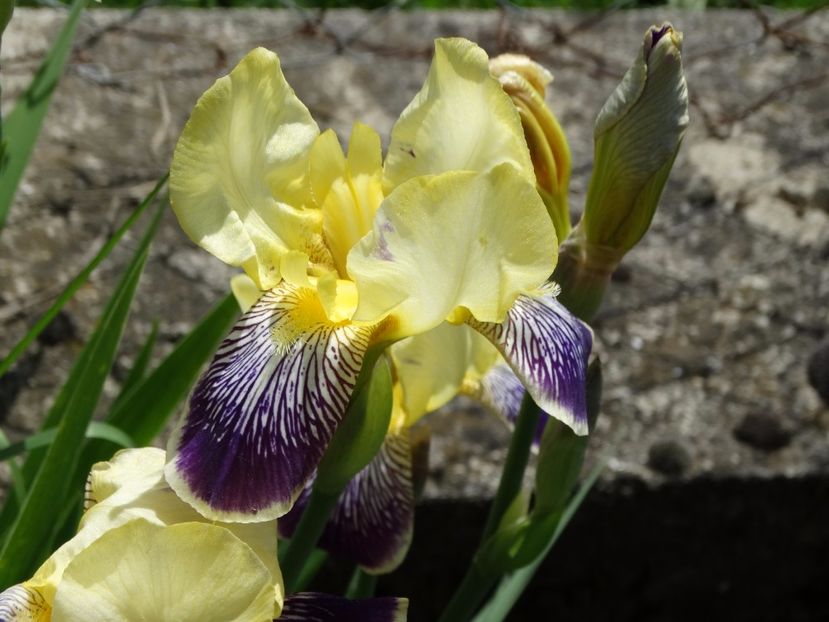  - Irisi 2015-2016-2017-2018