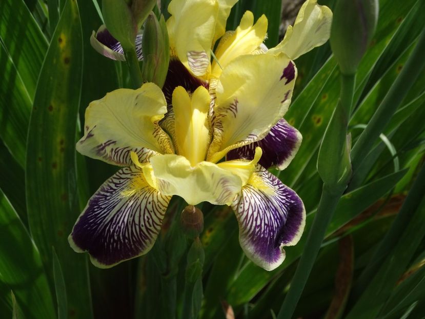  - Irisi 2015-2016-2017-2018