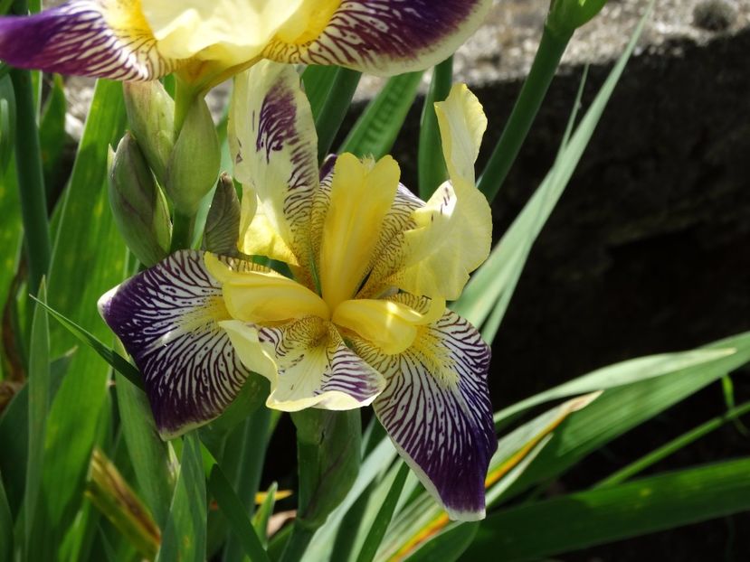  - Irisi 2015-2016-2017-2018