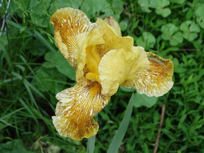  - Irisi 2015-2016-2017-2018