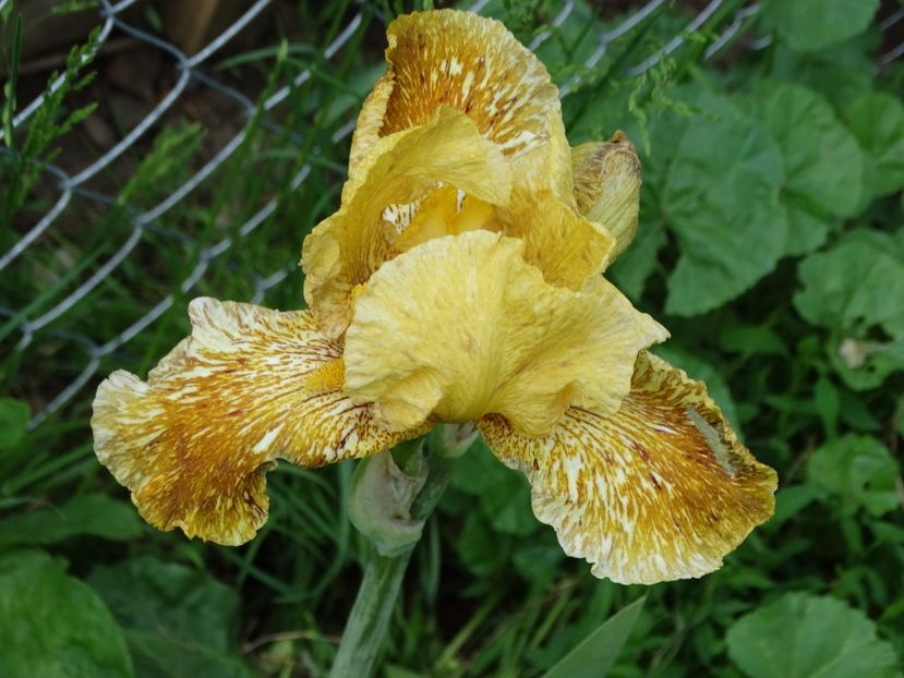  - Irisi 2015-2016-2017-2018