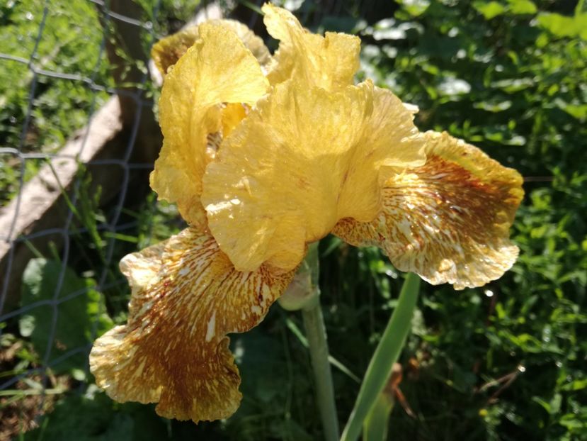  - Irisi 2015-2016-2017-2018