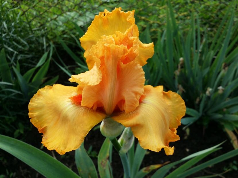  - Irisi 2015-2016-2017-2018