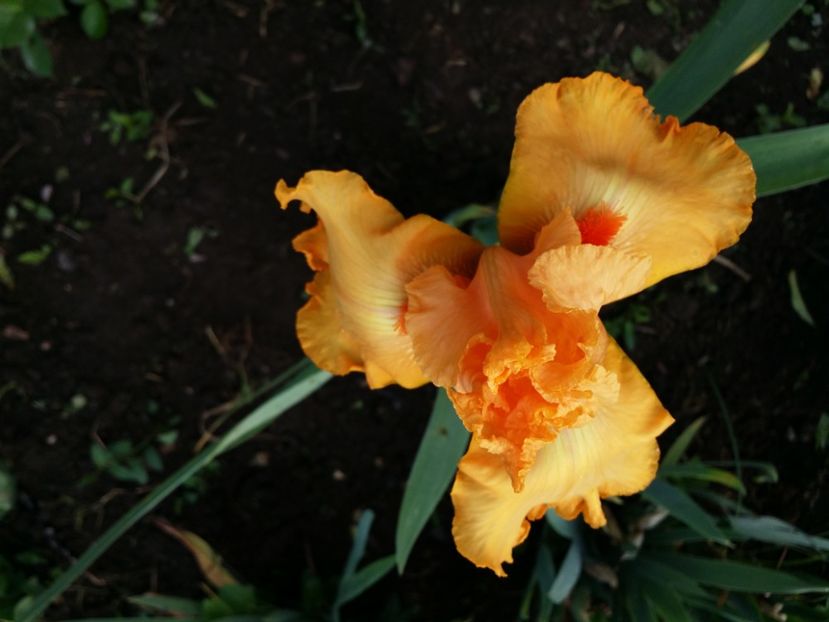  - Irisi 2015-2016-2017-2018