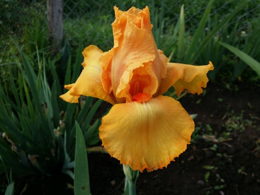  - Irisi 2015-2016-2017-2018