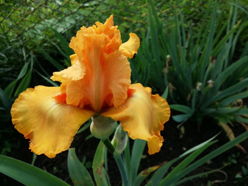  - Irisi 2015-2016-2017-2018