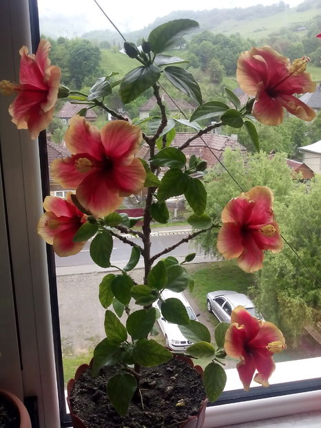  - Hibiscus Oberon