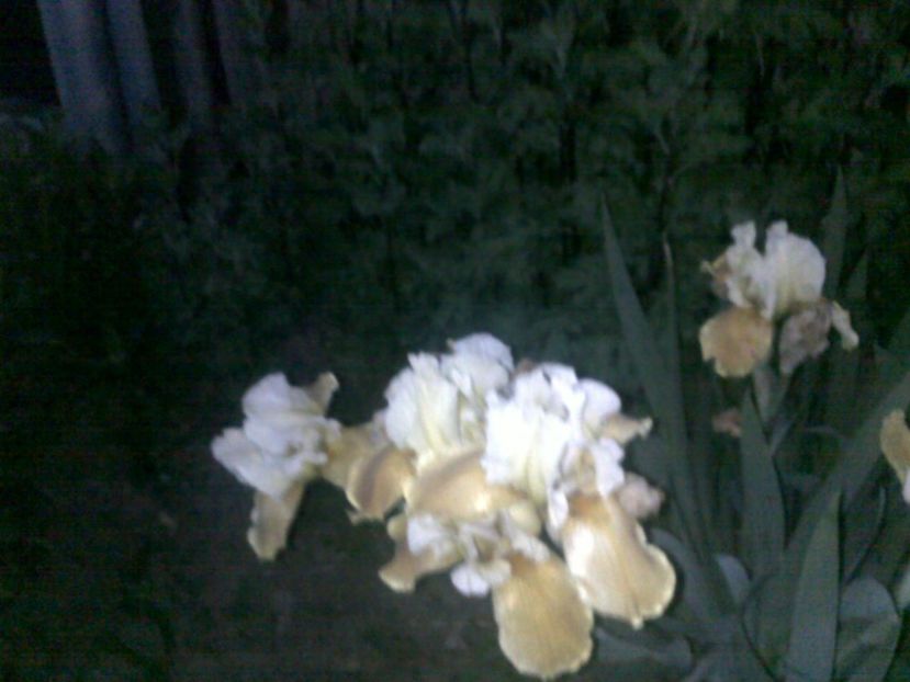  - alte flori