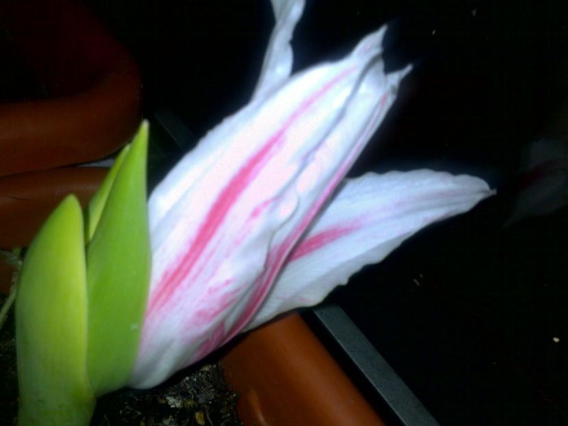  - alte flori