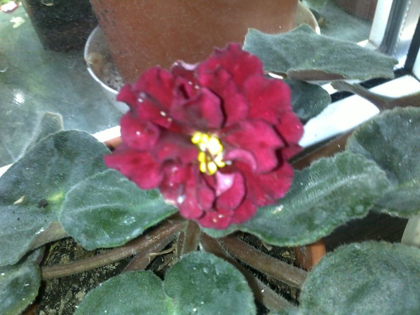  - alte flori